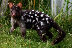 Kwons ponownie w australii, 50 lat później Kwons ponownie w australii, 50 lat później