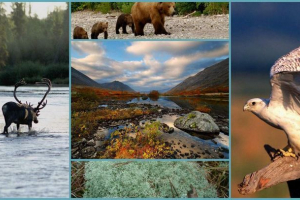 Rezerwat laponii: lśniący lodowiec