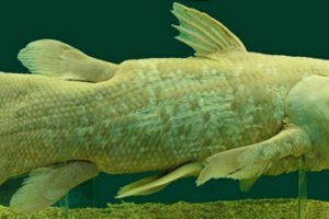 Lathemeria - live skossil Lathemeria - live skossil