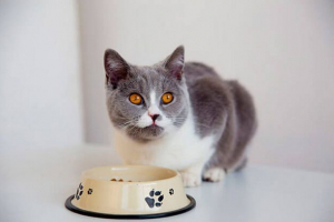 Pasza medycyny z ostrymi i przewlekłymi zaparciami kotów