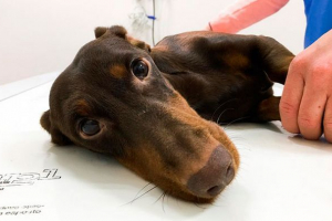 Leczenie pneumothorax u psów Leczenie pneumothorax u psów