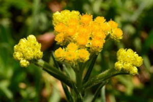 Immortal sandman Immortal sandman