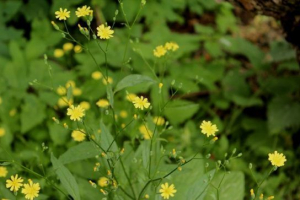 Seplewort