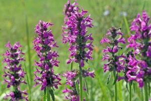 Cytować napis Cytować napis