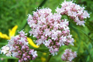 Leczniczy valerian