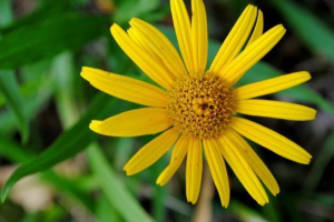 Arnica gorna