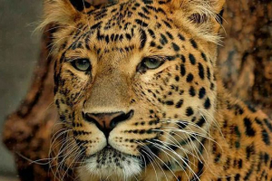 Lampart lub bary lub pantera