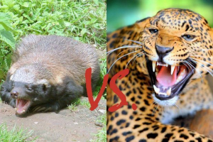 Lampart rzucił się z medeice