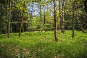 Lasy umiarkowane pasowe (umiarkowane lasy)