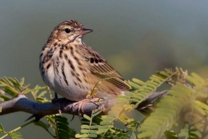 Las konk - nie jest w ogóle konia, ale kto jest?