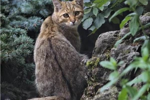 Kota lasu. Styl życia i siedlisko kota lasu