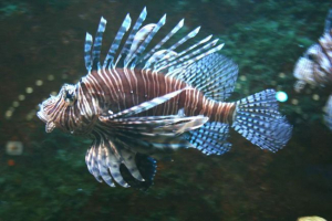 Muchy wilków? Muchy wilków?