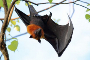 Latać lisa Latać lisa