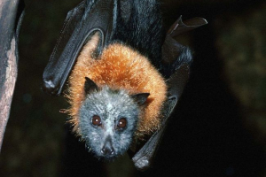Nietoperze. Interesujące fakty Nietoperze. Interesujące fakty