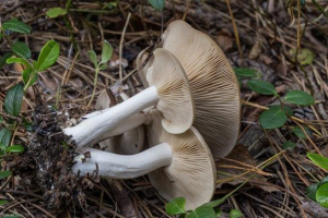 Liofilem simedzy Liofilem simedzy