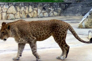 Leafard lew lub lampart? Photo lapard Leafard lew lub lampart? Photo lapard