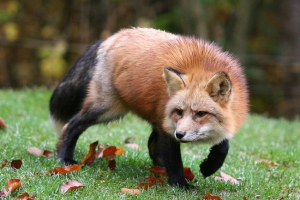 Fox ukradł klucze od kierowcy z kierowcy