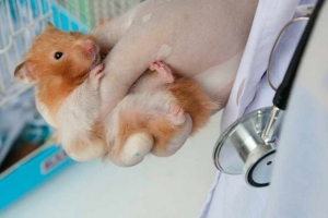 Dawnij do chomika - typy i objawów Dawnij do chomika - typy i objawów