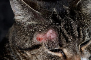 Dawnij do kotów: objawów, diagnoza i leczenie Dawnij do kotów: objawów, diagnoza i leczenie