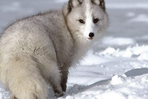 Lisopenes, on jest bluphrostem, jest liszy