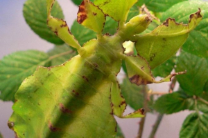 Lyidka yavanskaya - roślina lub owad?