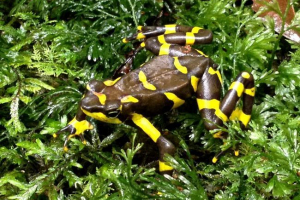 Żaba arlekin - wymarły widok amfibii Żaba arlekin - wymarły widok amfibii