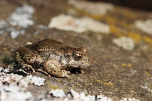 Frog-filling - historia niezwykłej nazwy