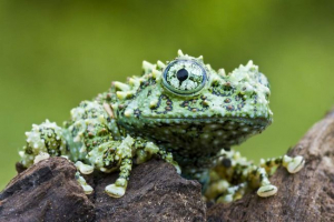 Żaby dzieci telonerma lub pozdrowienia Żaby dzieci telonerma lub pozdrowienia