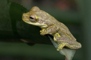 Żaby - widoki i opis Żaby - widoki i opis