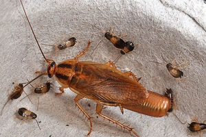 Ludzie mają wspólny przodek z karaluchami Ludzie mają wspólny przodek z karaluchami