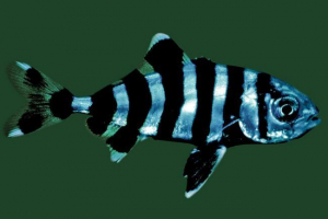 Lotsman - wierni rekiny satelitarne i statki Lotsman - wierni rekiny satelitarne i statki