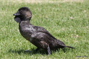 Bladed duck Bladed duck