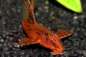 Loricaria peruwian Loricaria peruwian