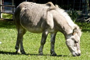 Hostekov - hybrid oslitsa i ogier Hostekov - hybrid oslitsa i ogier