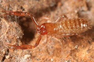 False corpion (flippion)