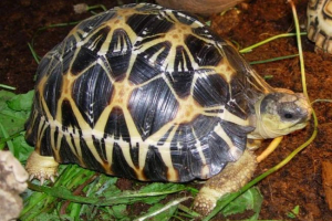 Radiant turtle - niezwykły gad, zdjęcie Radiant turtle - niezwykły gad, zdjęcie