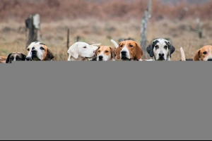 Najlepsze rasy psów wyścigowych
