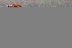 Najlepsze rasy psów na polowanie