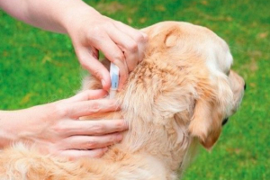Najlepsze preparaty z kleszczy dla psów Najlepsze preparaty z kleszczy dla psów