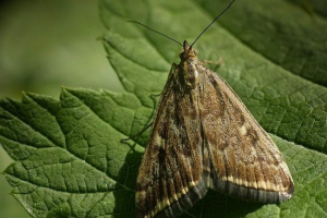 Moda do łąki lub metelitsa Moda do łąki lub metelitsa