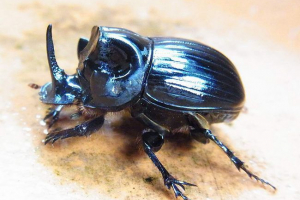 Lunar copp - beetle, dbanie o potomstwo Lunar copp - beetle, dbanie o potomstwo