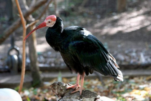 Łysy ibisa - palcowanie ptaków