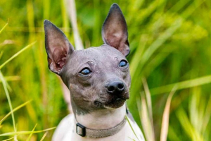 Łysy psy - najlepsze rasy