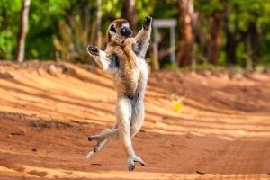 Madagaskar lemur wykazał chód króla juliany