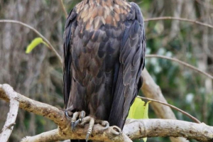 Madagaskar orlan-krikun - naked hawk