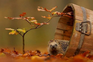 Magiczna złota jesień i zwierzęta: urocze ramki Magiczna złota jesień i zwierzęta: urocze ramki