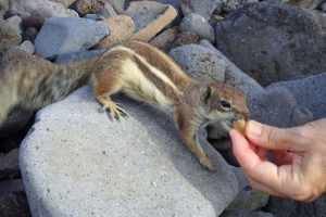 Maghreb squirrel lub kanary chipmunk Maghreb squirrel lub kanary chipmunk