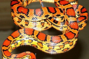 Maisian poloz Maisian poloz