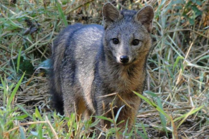 Maj kone. Zdjęcie majacong fox Maj kone. Zdjęcie majacong fox