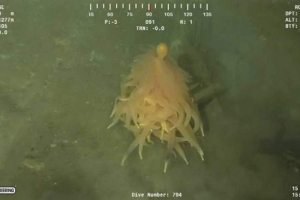 Makaron potwór odkrył i strzał na wideo w pobliżu angoli